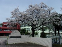 満開の校庭の桜