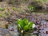 妙高中の水芭蕉