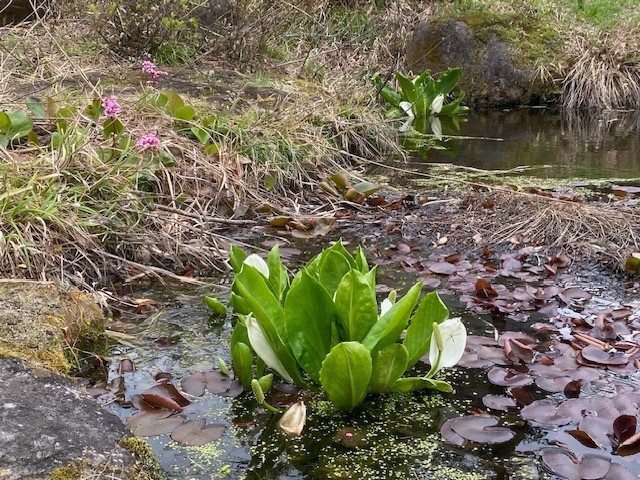 妙高中の水芭蕉